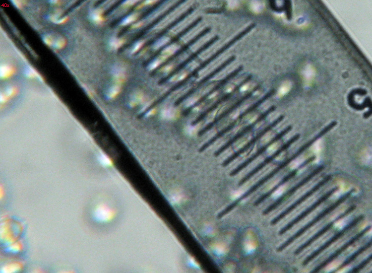 Agaricus, Lepiota o altro?